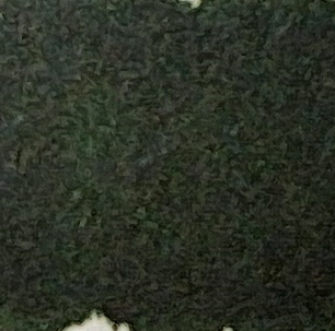 241 (Pine Forest) - Afbeelding 1